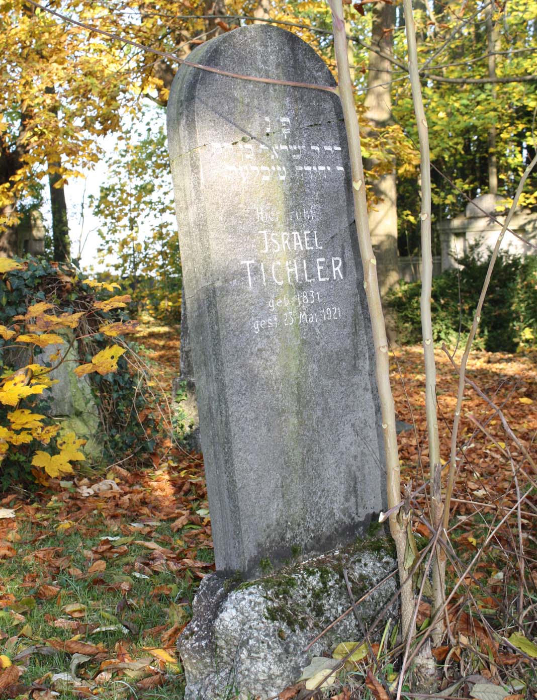 tichleri